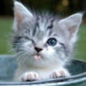 Meet your Posher, Layla